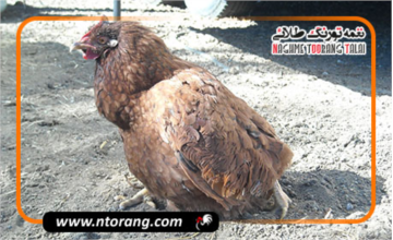 پیشگیری و درمان بیماری نفخ و تورم شکمی در مرغ گوشتی